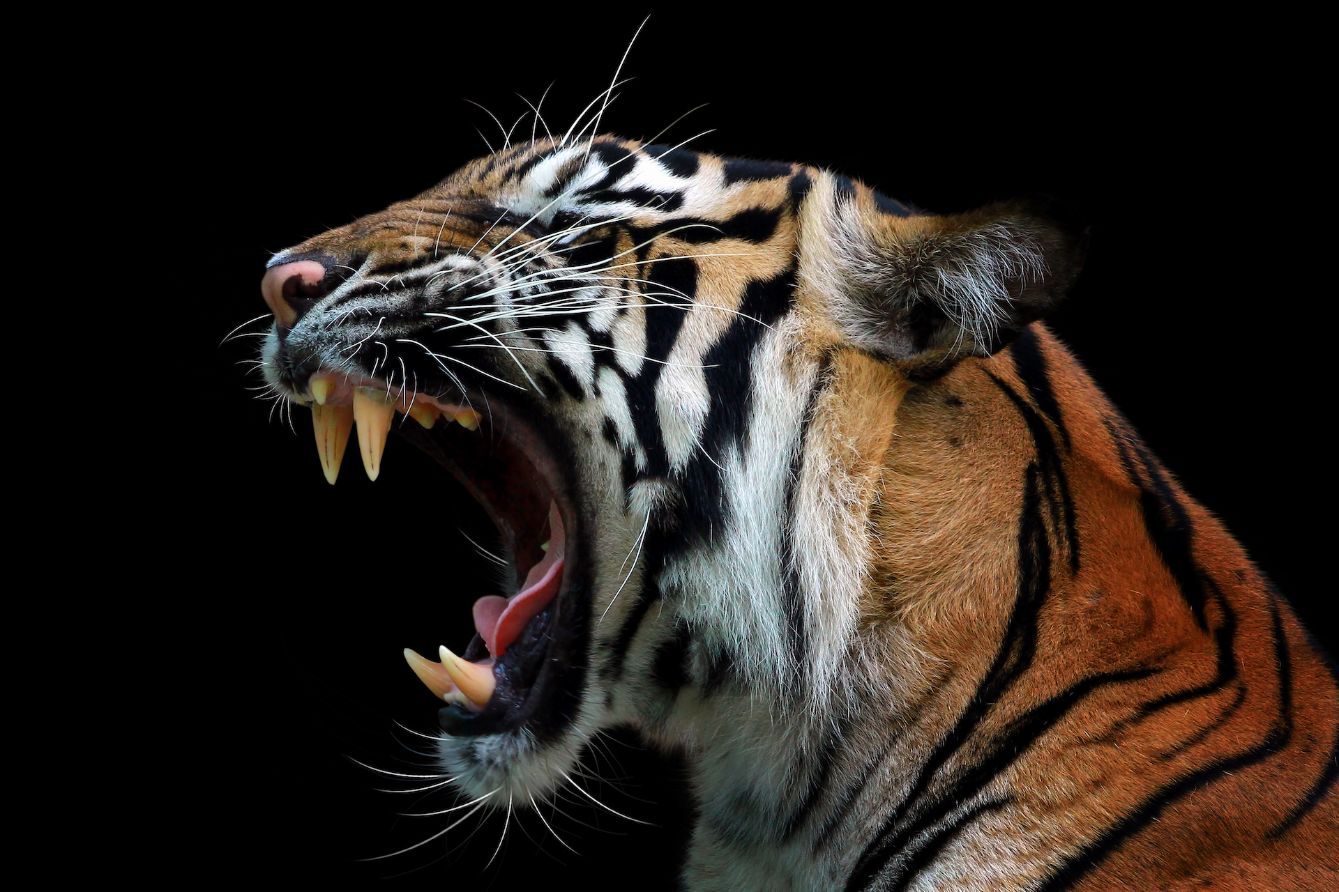 Ryczacy tygrys pokazuje kły